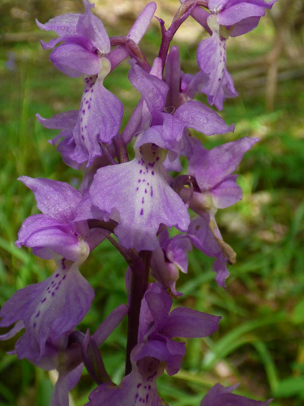 Orchis mascula 'purpurea'